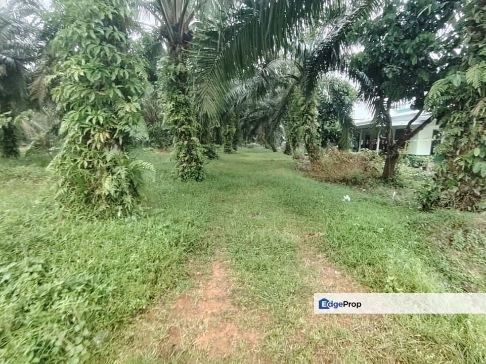 TANAH 1.022 EKAR DI KAMPUNG DALAM AYER BALOI PONTIAN JOHOR , Johor, Pontian