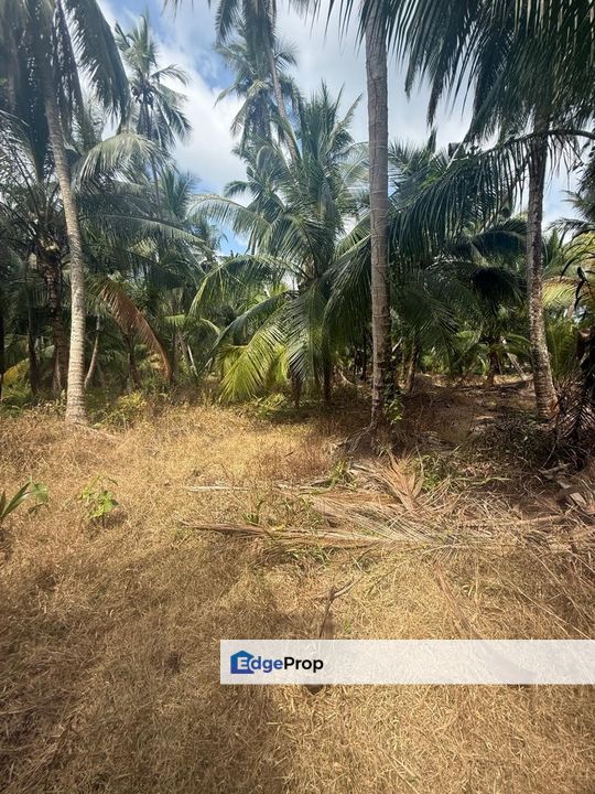 Tanah Di Kampung Patah Pedang Sungai Ayam Batu Pahat Seluas 1.4 Ekar ., Johor, Batu Pahat
