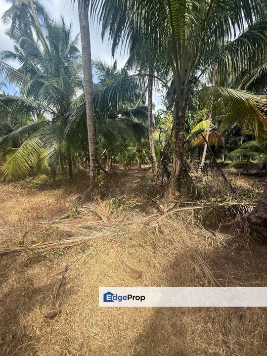 Tanah Di Kampung Patah Pedang Sungai Ayam Batu Pahat Seluas 1.4 Ekar ., Johor, Batu Pahat