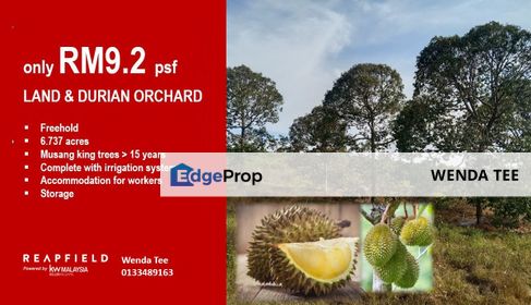 LARGE LAND & MUSANG KING DURIAN ORCHARD FOR SALE, Negeri Sembilan, Jelebu