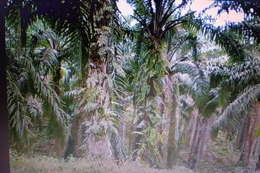 Low Price Bungalow Lot 6700 sq.ft Residential Land Tehel Bemban Jasin