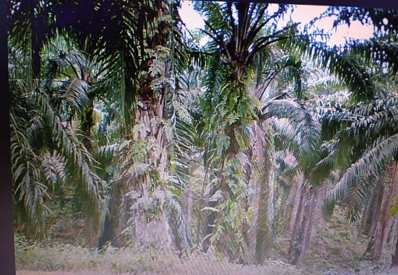 Low Price Bungalow Lot 6700 sq.ft Residential Land Tehel Bemban Jasin