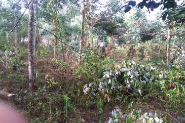 Agriculture Land 3.93 Ekar Tanah Pokok Getah Seri Kesang Jasin Melaka