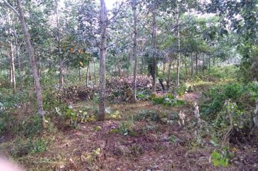 Agriculture Land 3.93 Ekar Tanah Pokok Getah Seri Kesang Jasin Melaka