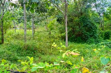 Agriculture Land 3.93 Ekar Tanah Pokok Getah Seri Kesang Jasin Melaka