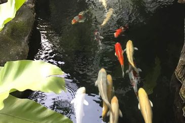 Tropicana Golf - 10000sf land, fish pond