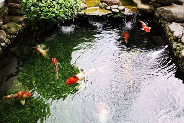 Taman United - 6+2 rooms, 6 carpark