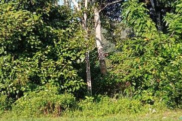 Residential Land @ Sg Tekali Hulu Langat