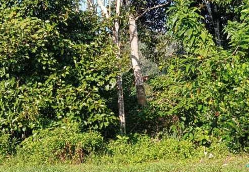 Residential Land @ Sg Tekali Hulu Langat