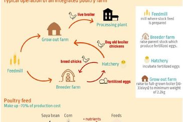 1.128  Poultry,Aquafarming @Teluk Panglima Garang 