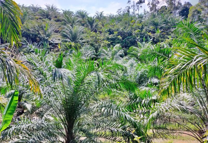 Bentong bukit tinggi Land for sale Suitable for Tourism and Homestay freehold non bumi Pahang