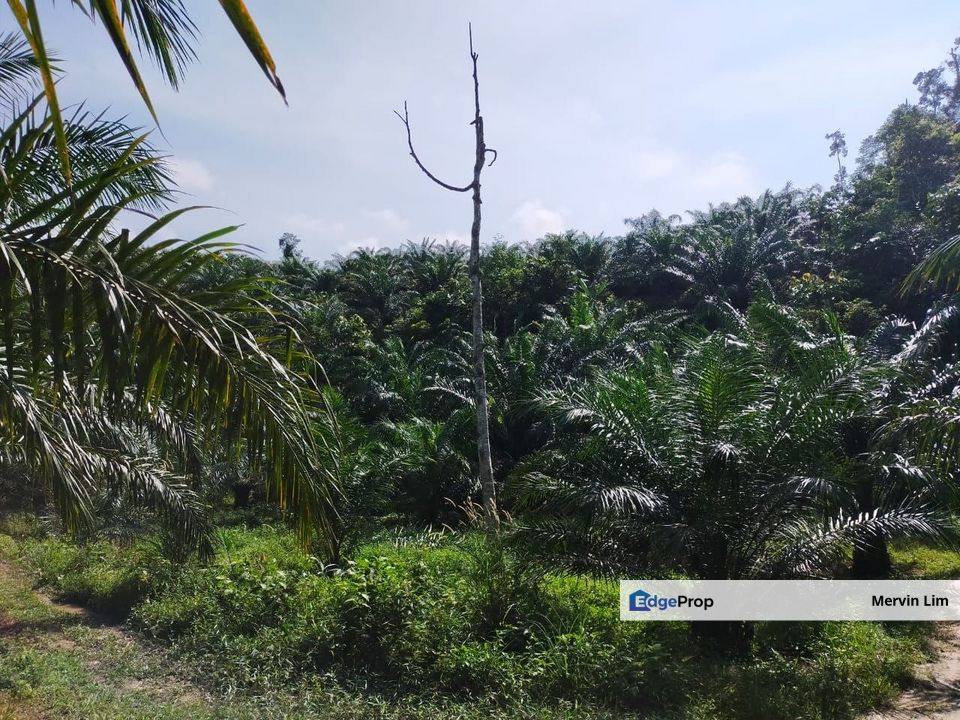 Bentong Bukit tinggi Pahang 1st Plot Roadside Land Suitable for Mixed Development Housing or Petro Station, Pahang, Bentong