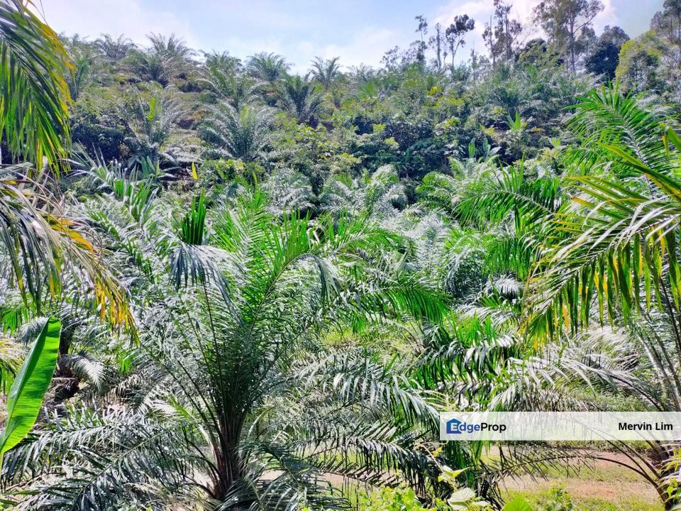 Bentong Bukit tinggi Pahang 1st Plot Roadside Land Suitable for Mixed Development Housing or Petro Station, Pahang, Bentong