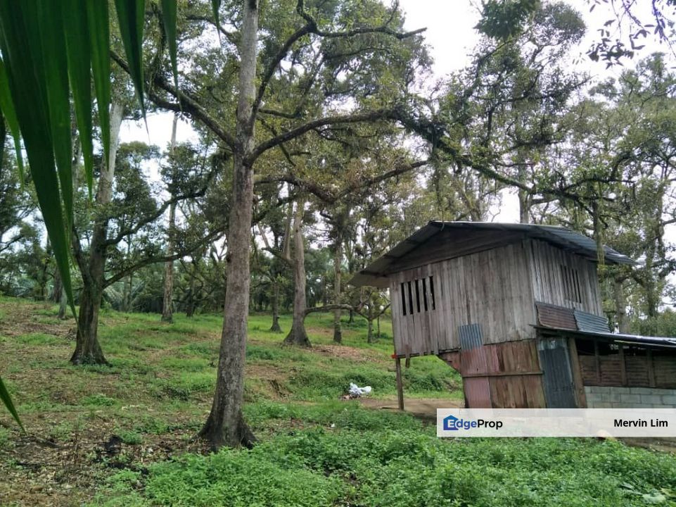 Johor Yong Peng Batu Pahat Johor Agriculture Land with Durian Farm for sale, Johor, Batu Pahat