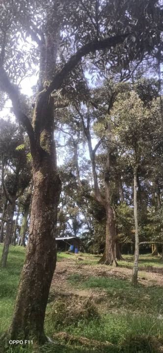 Johor Yong Peng Batu Pahat Johor Agriculture Land with Durian Farm for sale, Johor, Batu Pahat