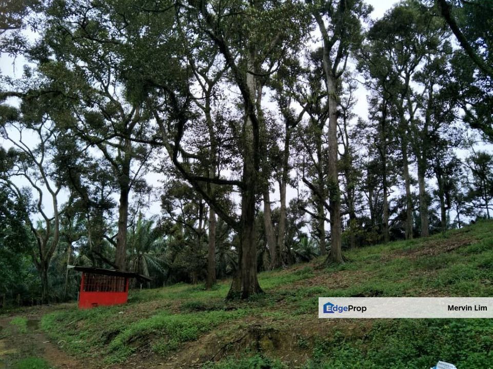 Johor Yong Peng Batu Pahat Johor Agriculture Land with Durian Farm for sale, Johor, Batu Pahat