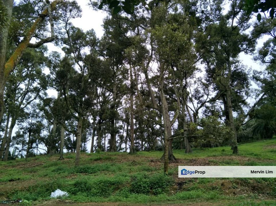 Johor Yong Peng Batu Pahat Johor Agriculture Land with Durian Farm for sale, Johor, Batu Pahat
