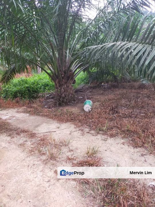 Kluang Johor Agriculture Land with Palm oil Trees for sale Johor, Johor, Kluang