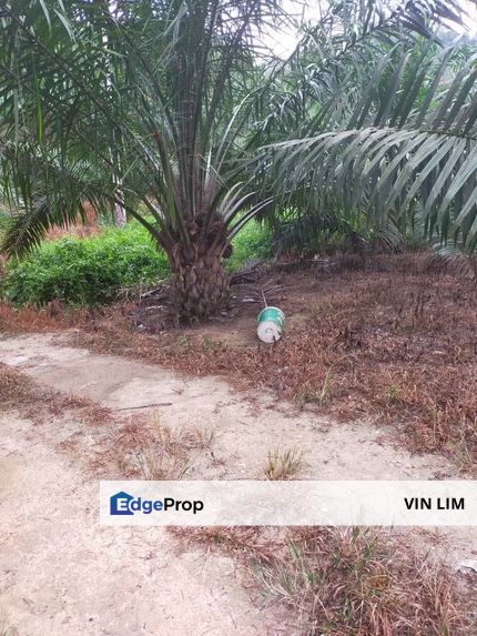 Kluang Johor Agriculture Land with Palm oil Trees for sale, Johor, Kluang