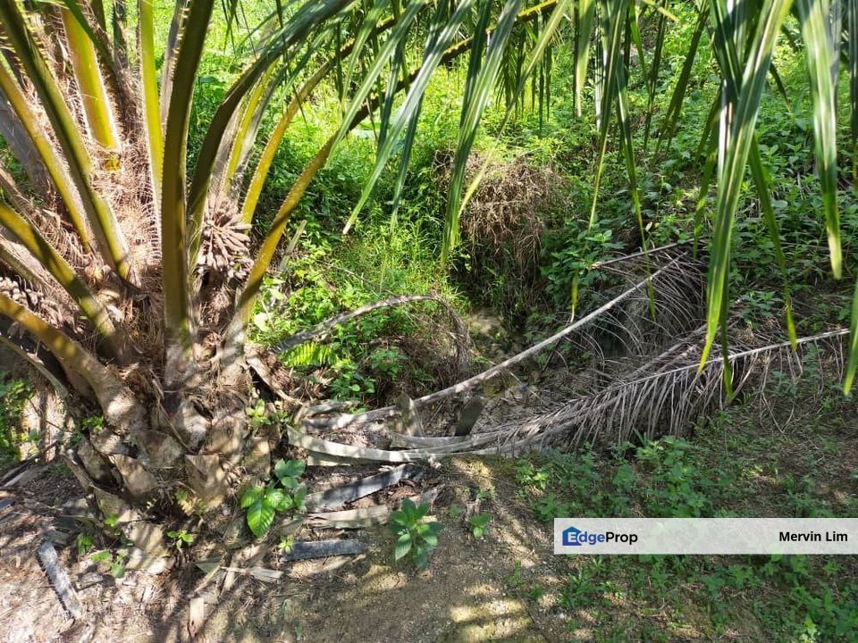Kluang Johor Agriculture Land with Palm oil Trees for sale Johor, Johor, Kluang