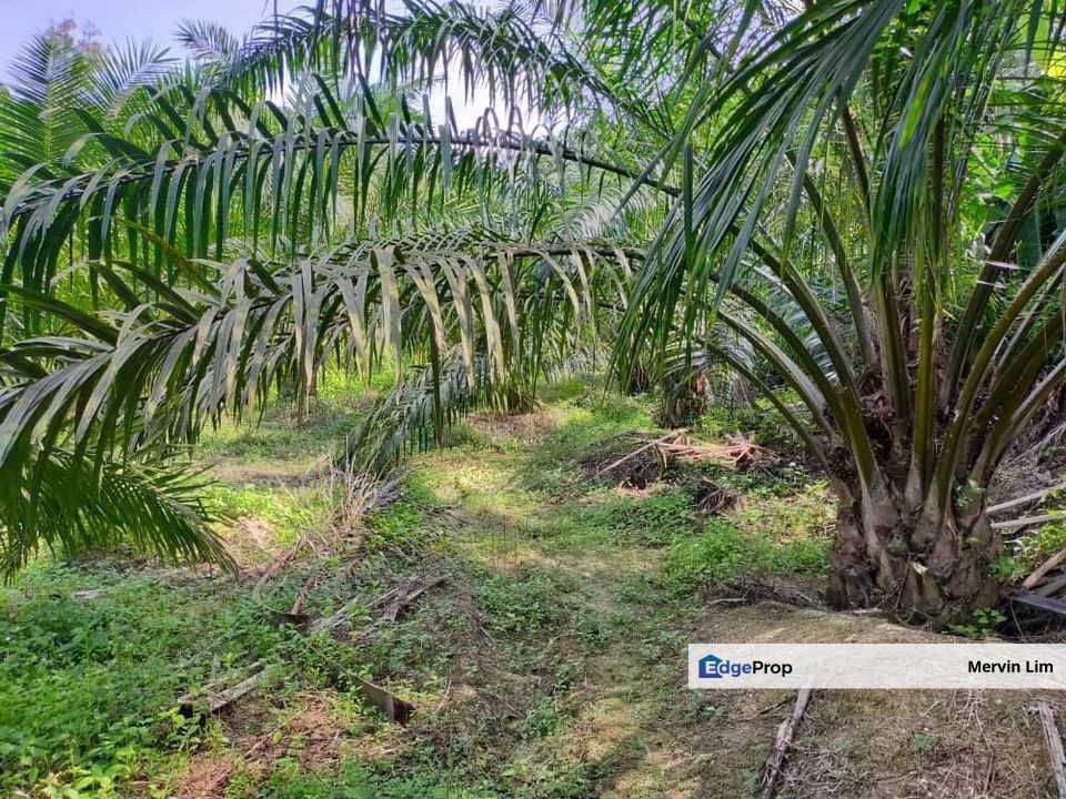 Kluang Johor Agriculture Land with Palm oil Trees for sale Johor, Johor, Kluang