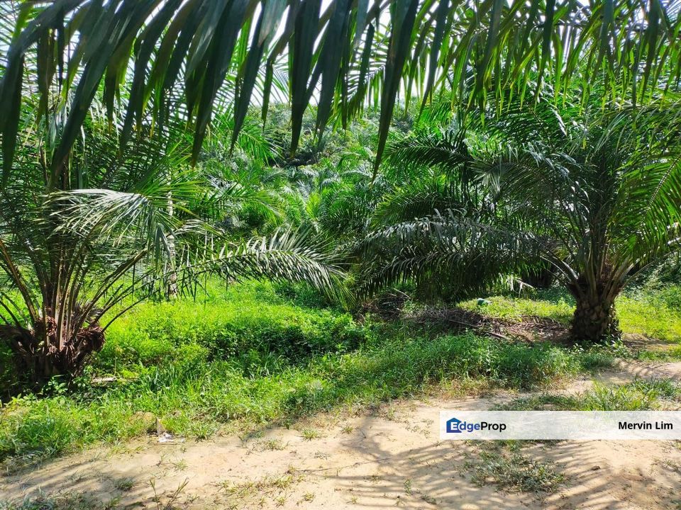 Kluang Johor Agriculture Land with Palm oil Trees for sale Johor, Johor, Kluang
