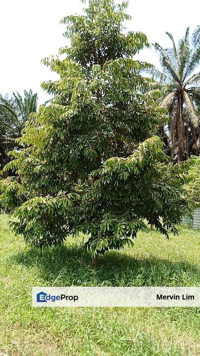 Seelong 8 acres Agriculture Land Durian Senai Johor, Johor, Senai
