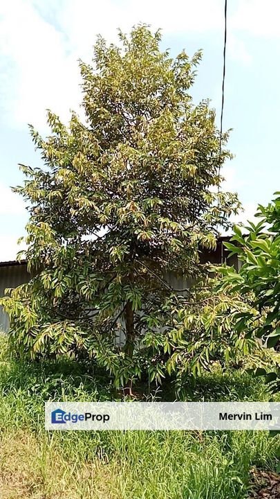 Seelong 8 acres Agriculture Land Durian Senai Johor, Johor, Senai