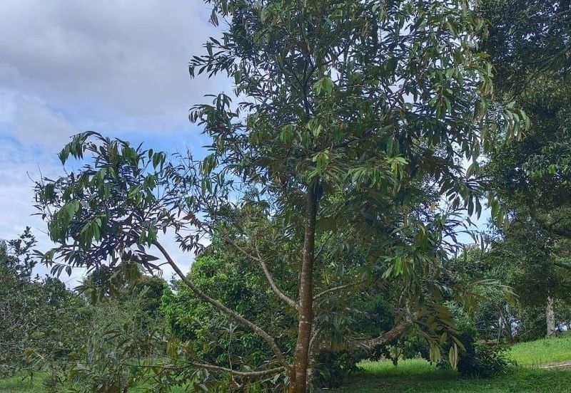 Kampung Mantin Dalam