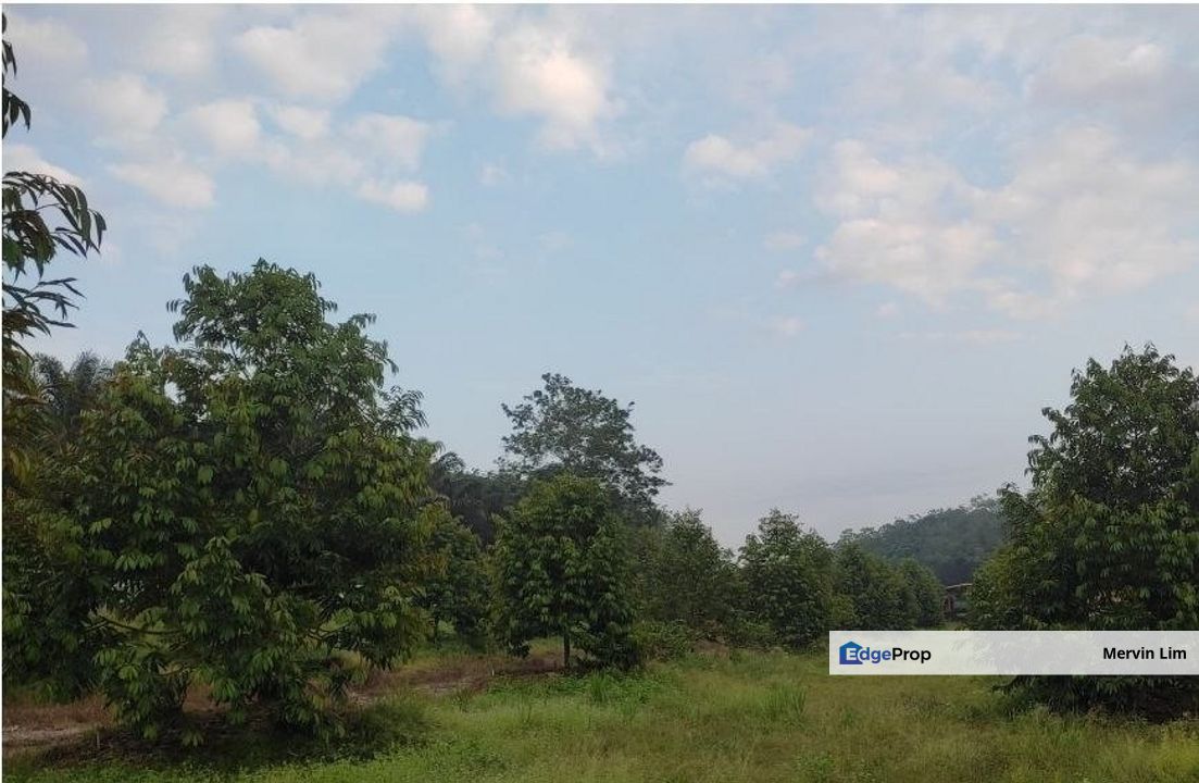 Johol Dangi Durian Orchard Farm for sale 80 acres Non Bumi Negeri Sembilan, Negeri Sembilan, Kuala Pilah