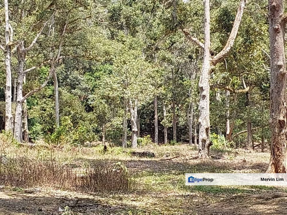 Rawang Ulu Yam highland durian farm for sale Selangor, Selangor, Batang Kali