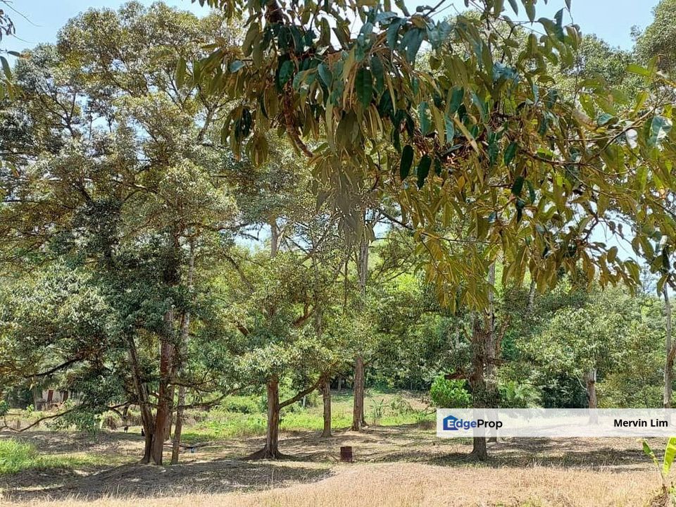 Rawang Ulu Yam highland durian farm for sale Selangor, Selangor, Batang Kali