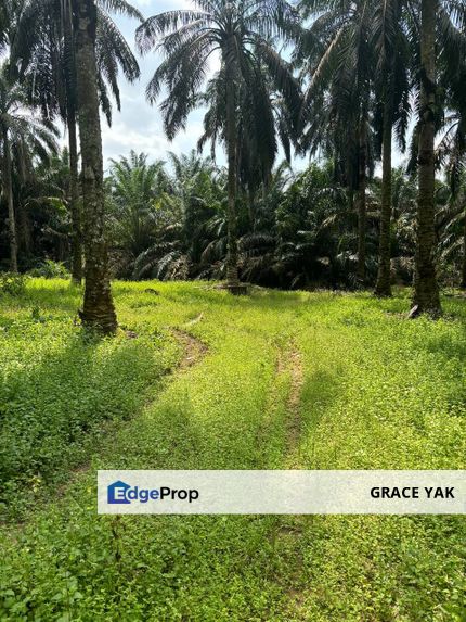 Seelong, Senai Johor 4 Acres Agricultural Land For Sale, Johor, Senai