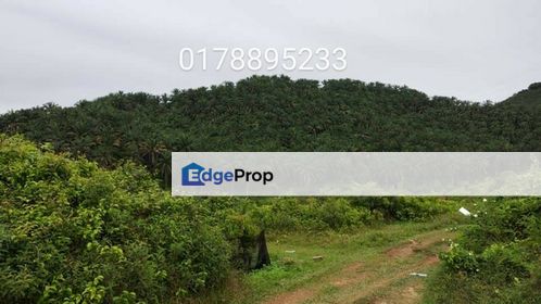 (Oil Palm plantation) Rembau District, Negeri Sembilan , , 