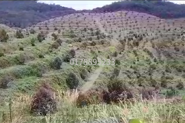 (Durian Plantation) Rembau District, Negeri Sembilan