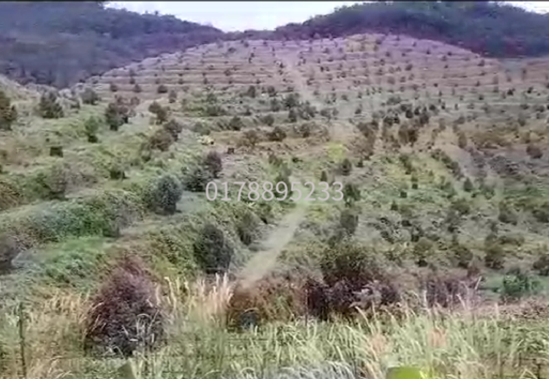 (Durian Plantation) Rembau District, Negeri Sembilan