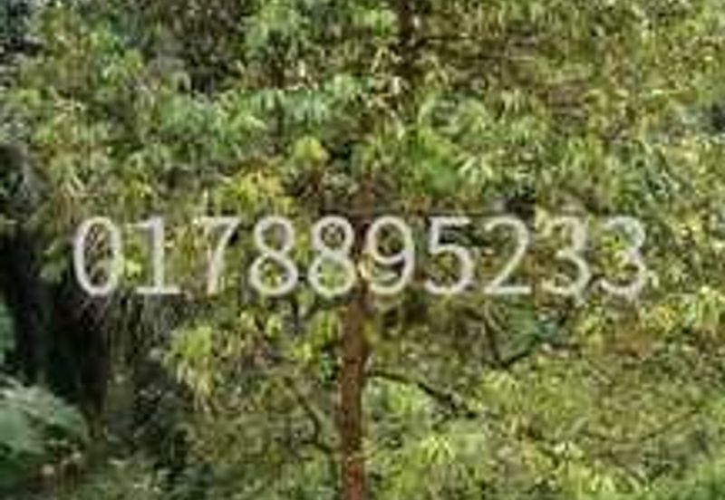 (Durian Plantation) Rembau District, Negeri Sembilan