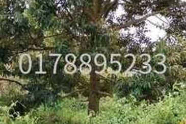 (Durian Plantation) Rembau District, Negeri Sembilan