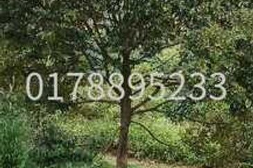 (Durian Plantation) Rembau District, Negeri Sembilan