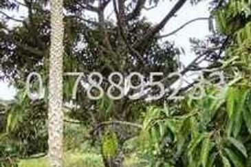 (Durian Plantation) Rembau District, Negeri Sembilan