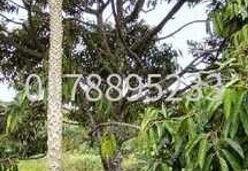 (Durian Plantation) Rembau District, Negeri Sembilan