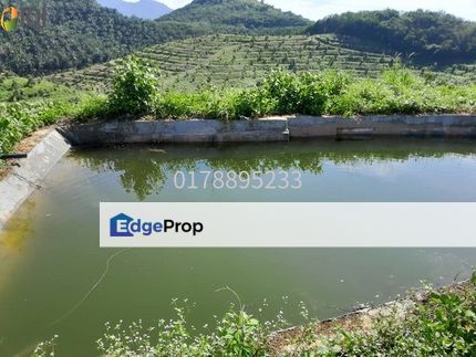 (Durian Plantation) Rembau District, Negeri Sembilan , , 