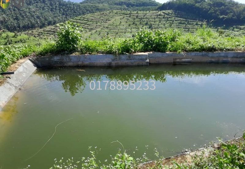 (Durian Plantation) Rembau District, Negeri Sembilan 