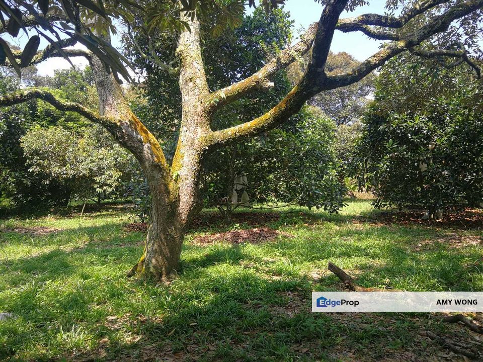 Off Mantin Toll, Jalan Mantin, Freehold Durian Agricultural land, 9 acres, Negeri Sembilan, Mantin