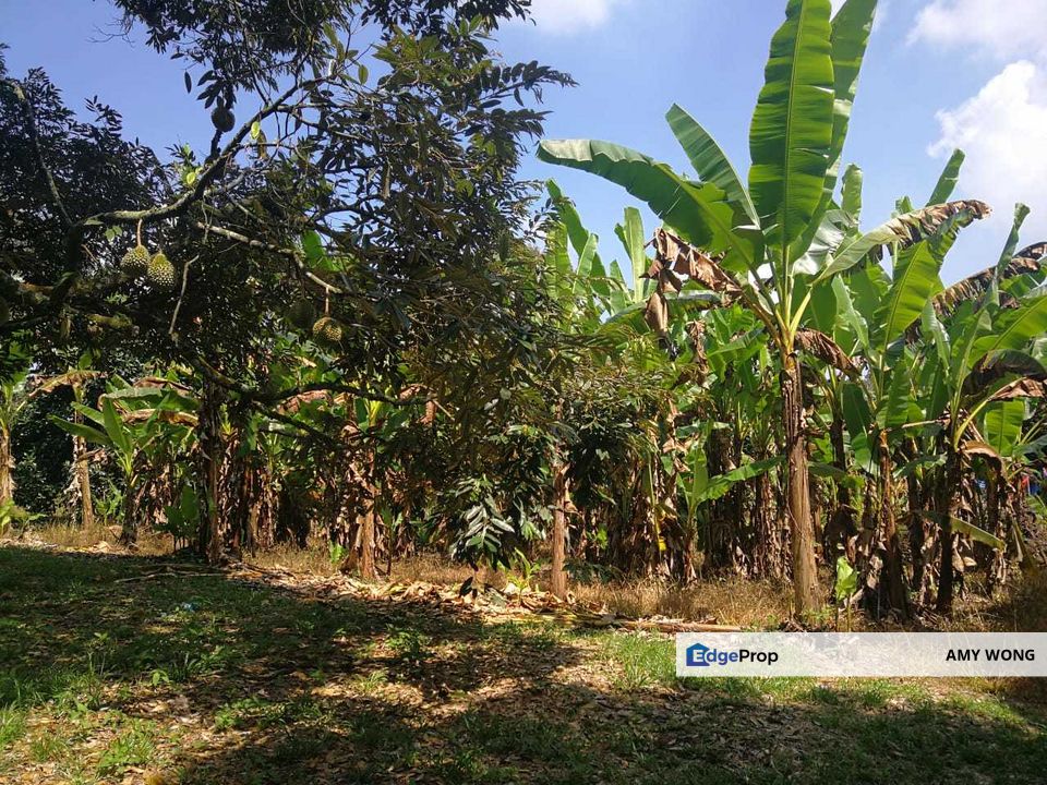Off Mantin Toll, Jalan Mantin, Freehold Durian Agricultural land, 9 acres, Negeri Sembilan, Mantin