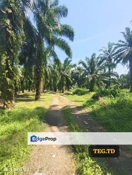 Kampung Jenjarom Agricultrual Land Freehold 3.5acre Zon Industrial, Selangor, Jenjarom