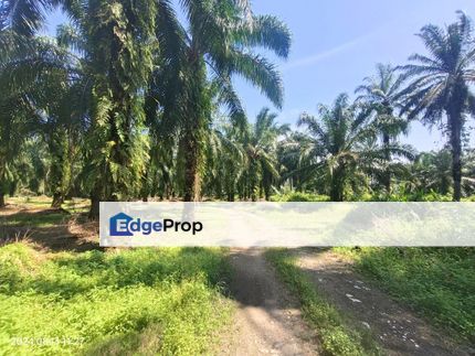 Bukit Cheeding Kuala Langat Agriculture Land 2 acres Bukit Perah, Selangor, Kuala Langat