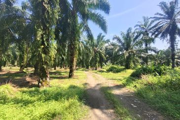 Bukit Cheeding Kuala Langat Agriculture Land 2 acres Bukit Perah