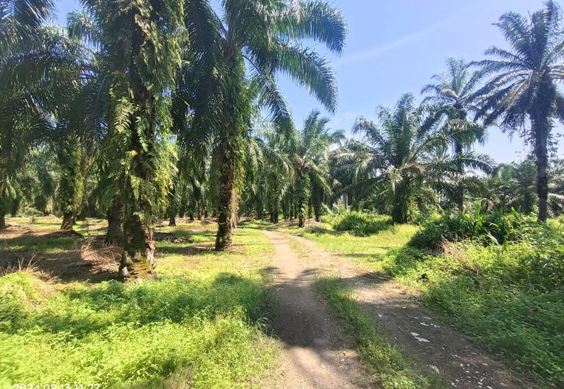 Bukit Cheeding Kuala Langat Agriculture Land 2 acres Bukit Perah