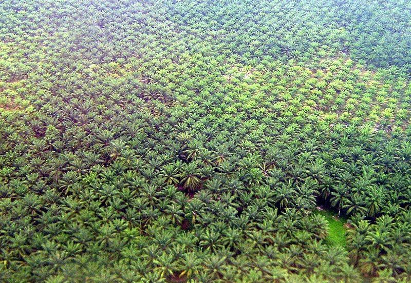 Bukit Cheeding Kuala Langat Agriculture Land 2 acres Bukit Perah